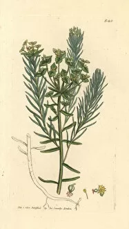 Euphorbia Gallery: Cypress spurge, Euphorbia cyparissias