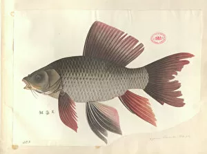 Actinopterygii Gallery: Cyprinus hybiscoides, common carp