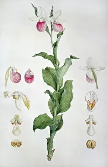 Angiospermae Gallery: Cypripedium reginae, ladys slipper orchid. Also known as pi