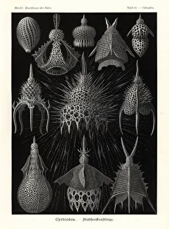 Cyrtoidea or radiolaria protozoa skeletons Cyrtoidea or radiolaria protozoa skeletons