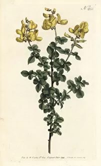 Sansom Gallery: Cytisophyllum sessilifolium