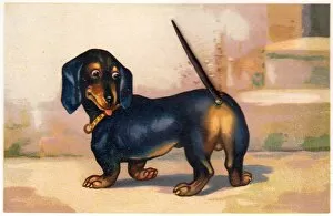 Facial Gallery: Dachshund with a movable tail on a novelty postcard