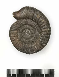 Images Dated 1st April 2004: Dactylioceras commune, snakestone ammonite