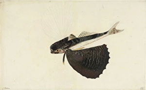 Dactylopterus volitans, flying gurnard Dactylopterus volitans, flying gurnard