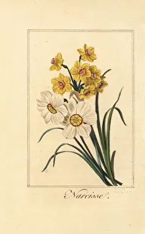 Daffodil varieites, Narcisse, Narcissus poeticus Daffodil varieites, Narcisse, Narcissus poeticus