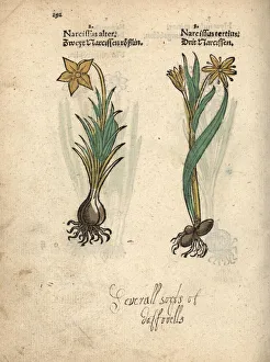 Daffodil varieties, Narcissus poeticus Daffodil varieties, Narcissus poeticus