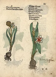 Daffodil variety, Narcissus poeticus Daffodil variety, Narcissus poeticus