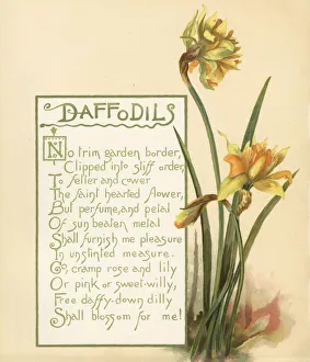 Daffodils, Narcissus pseudonarcissus Daffodils, Narcissus pseudonarcissus