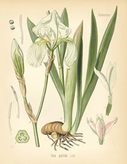 Dalmatian iris or sweet iris, Iris pallida Dalmatian iris or sweet iris, Iris pallida