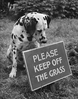 Dalmatian with Keep Off The Grass sign Dalmatian with Keep Off The Grass sign