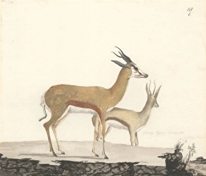 Damaliscus pygargus, bontebok Damaliscus pygargus, bontebok