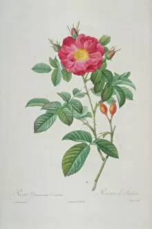 Damascena coccinea, portland rose