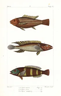 Damsel fish, ringtail pike cichlid and redbreasted wrasse Damsel fish, ringtail pike cichlid and redbreasted wrasse