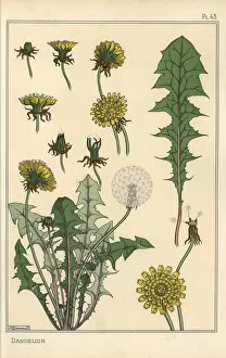 Dandelion botanical study