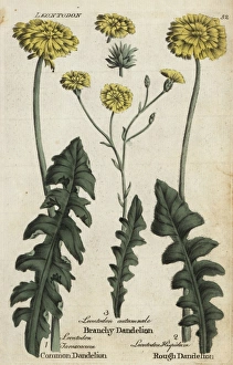 Dandelion, branchy dandelion, and rough hawkbit Dandelion, branchy dandelion, and rough hawkbit