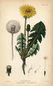 Dandelion or taraxacum, Leontodon taraxacum Dandelion or taraxacum, Leontodon taraxacum