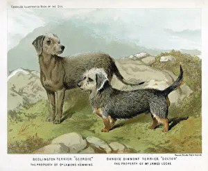 Breeds Gallery: Danie D and Bedlington