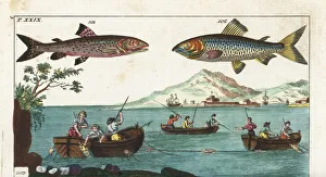 Danube salmon, whitefish, and fishing with rod and line Danube salmon, whitefish, and fishing with rod and line