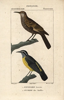 Dark-bellied cinclodes, Cinclodes patagonicus Dark-bellied cinclodes, Cinclodes patagonicus