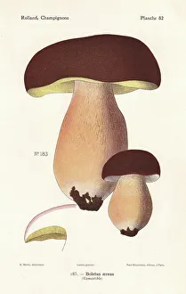 Dark cep or bronze bolete, Boletus aereus Dark cep or bronze bolete, Boletus aereus