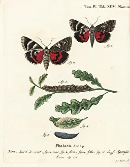Dark crimson underwing, Catocala sponsa Dark crimson underwing, Catocala sponsa