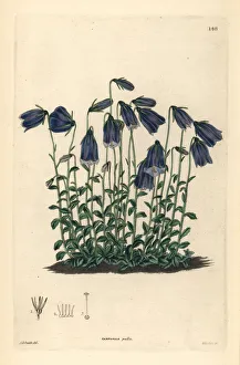 Dark-flowered bellflower, Campanula pulla Dark-flowered bellflower, Campanula pulla