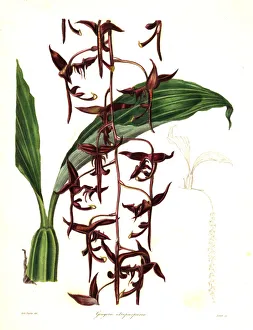 Dark purple gongora orchid, Gongora atropurpurea Dark purple gongora orchid, Gongora atropurpurea