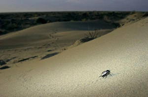 Darkling Beetle - runs around a sand dune in search Darkling Beetle - runs around a sand dune in search