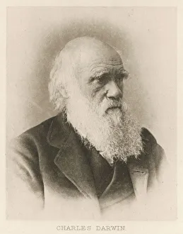 <b class=qtipBold><figcaption>Darwin/Elliott & Fry</figcaption></b><br>CHARLES DARWIN Naturalist<br><em>© Mary Evans Picture Library 2015 - https://copyrighthub.org/s0/hub1/creation/maryevans/MaryEvansPictureID/10024786</em> Darwin/Elliott & Fry