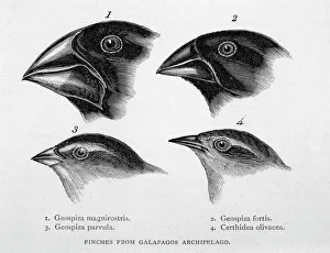 <b class=qtipBold><figcaption>Darwin/Finch/Galapagos</figcaption></b><br>Finches from the Galapagos Islands observed by Darwin<br><em>© Mary Evans Picture Library 2015 - https://copyrighthub.org/s0/hub1/creation/maryevans/MaryEvansPictureID/10013740</em> Darwin/Finch/Galapagos