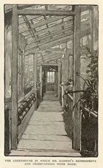 Darwin / Greenhouse / 1882