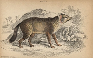 Darwins fox, Lycalopex fulvipes Critically endangered Darwins fox, Lycalopex fulvipes Critically endangered
