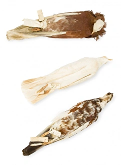 <b class=qtipBold><figcaption>Darwin's Pigeons</figcaption></b><br>Charles Darwin gave his personal collection on pigeons to the Museum in 1867 and 1868, as part of a bigger collection of domestic birds including ducks, chickens and even cararies. Date:<br><em>© Mary Evans Picture Library 2015 - https://copyrighthub.org/s0/hub1/creation/maryevans/MaryEvansPictureID/10716829</em> Darwin's Pigeons