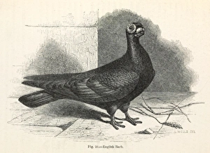 Darwin's Pigeons, English Barb Darwin's Pigeons, English Barb