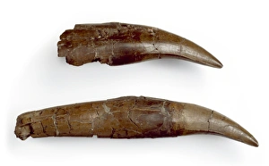 Daspletosaurus teeth Daspletosaurus teeth