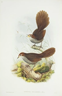Dasyornis broadbenti, rufous bristlebird Dasyornis broadbenti, rufous bristlebird