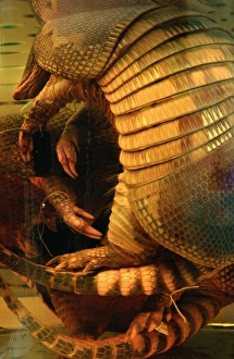 Dasypus novemcinctus, nine-banded armadillo Dasypus novemcinctus, nine-banded armadillo