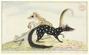 Dasyurus viverrinus, eastern native cat or quoll Dasyurus viverrinus, eastern native cat or quoll