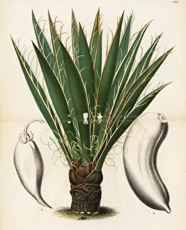 Datil yucca or banana yucca, Yucca baccata Datil yucca or banana yucca, Yucca baccata