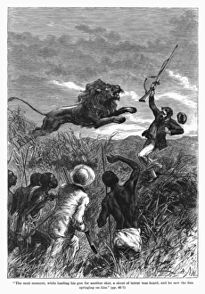 David Livingstone attacked by a lion in Africa David Livingstone attacked by a lion in Africa
