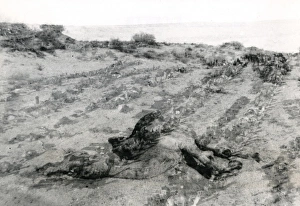 Dead camel in the desert, Middle East, WW1 Dead camel in the desert, Middle East, WW1