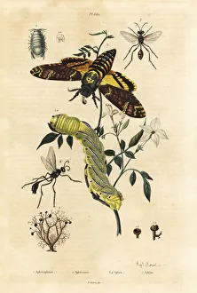 Wasps Gallery: Deaths head hawkmoth, digger wasps, ball lichen