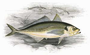 Decapterus macarellus, or Mackerel Scad Decapterus macarellus, or Mackerel Scad