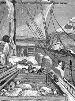 The Deck of HMS Alert, British Arctic Expedition, 1875 The Deck of HMS Alert, British Arctic Expedition, 1875