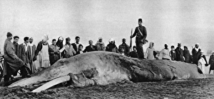 Decomposing whale carcass Decomposing whale carcass