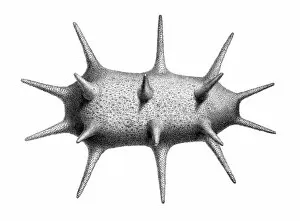 Holothuroidea Gallery: Deima fastosum, holothurian echinoderm