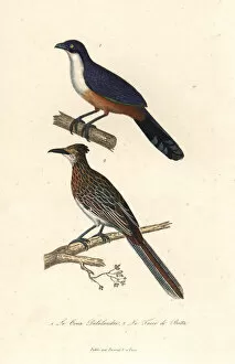 Delalande's coua (extinct), and greater roadrunner