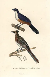 Delalande's coua (extinct), and greater roadrunner Delalande's coua (extinct), and greater roadrunner