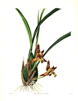 Delicate-leafed maxillaria or coconut pie Delicate-leafed maxillaria or coconut pie