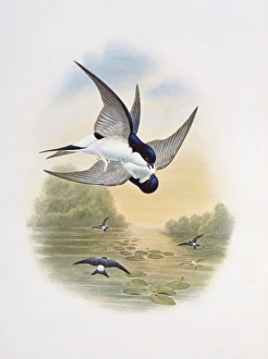 Delichon urbicum, northern house martin Delichon urbicum, northern house martin